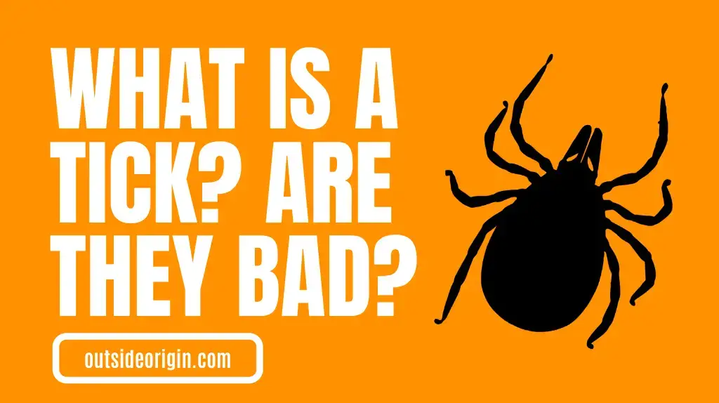 What is a Tick Are they Dangerous To Dogs