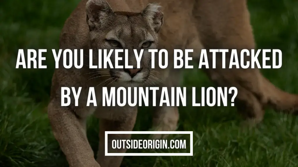 Are You Likely To Be Attacked By A Mountain Lion