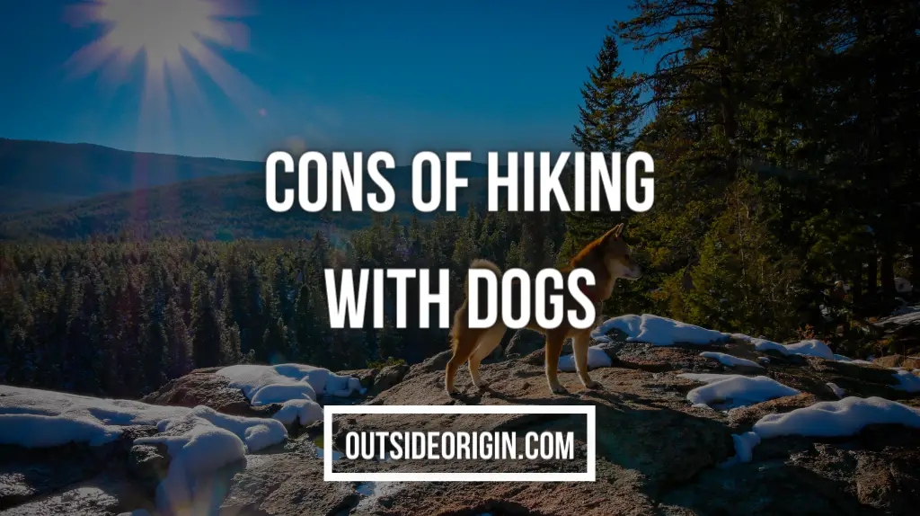 Cons Of Hiking With Dogs