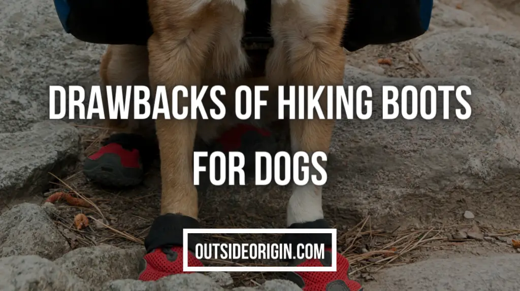 How Can You Safeguard The Paws Of Your Dog While Hiking
