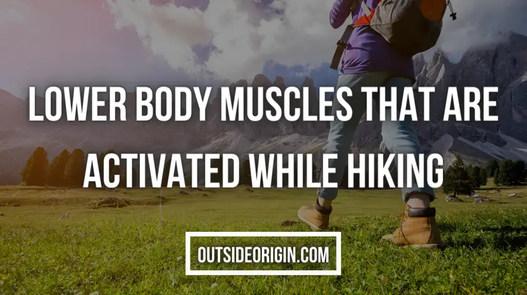 Muscles of the lower body that are activated while hiking